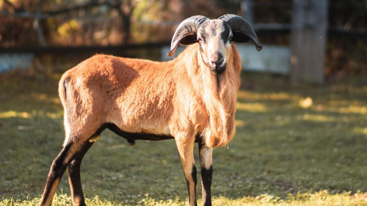 Ferienwohnung Erlebnishof GRÜNE KUH Elsteraue Exterior foto